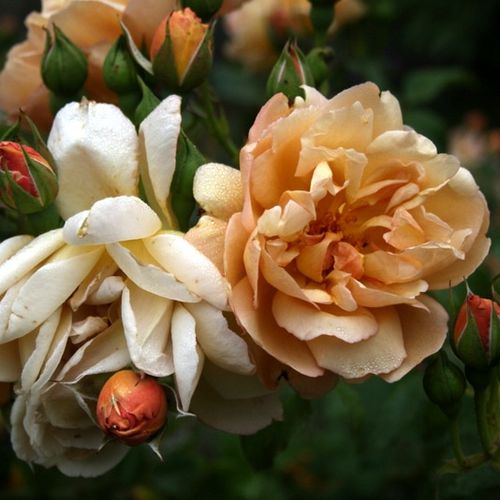 Intenzív illatú rózsa - Rózsa - Café® - Online rózsa vásárlás